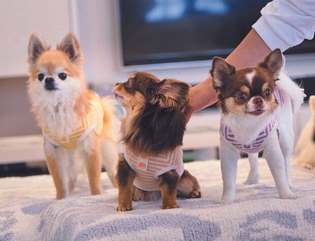 右からハルちゃん、ショコラちゃん、ロンくん