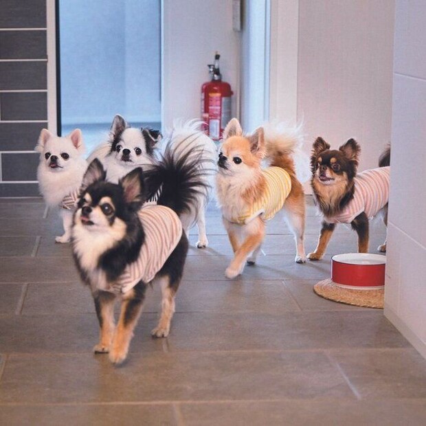 いちばん手前がくーちゃん