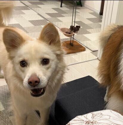 推定3〜4才ごろのゆづちゃん。