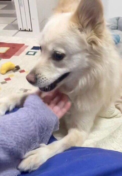 飼い主さんになでてほしいと要求するゆづちゃん。