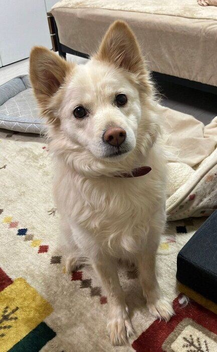 おもちゃを豪快に壊したあとのゆづちゃんの表情。