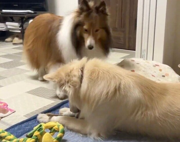 “獲物”にロックオン中のゆづちゃんを見つめるスピカちゃん。