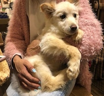 恐怖で抱っこもできなかった、生後推定6カ月の保護子犬　6年かけて飼い主と信頼を築いた姿に胸があたたかくなる