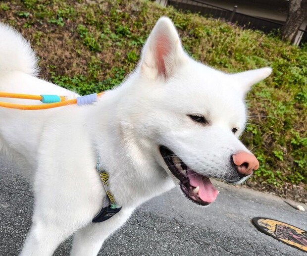 楽しそうなこまちちゃん。