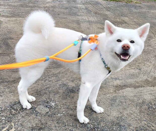 散歩を楽しむこまちちゃん。