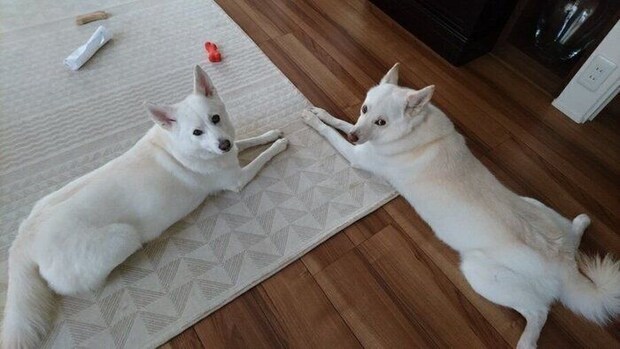 4才半頃の蘭ちゃんと桜ちゃん