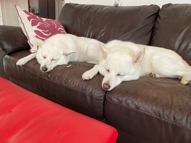 ソファに横たわる蘭ちゃんと桜ちゃん