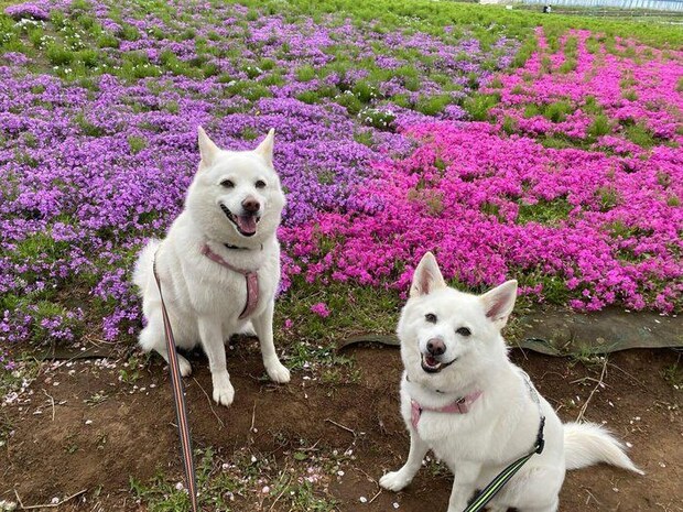 お花が咲く場所に散歩へ出かけた蘭ちゃんと桜ちゃん