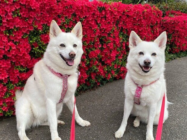 散歩する蘭ちゃんと桜ちゃん
