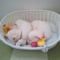 「やんちゃで大変な時期もあった」保護子犬を同時に迎え入れて10年後→仲よく過ごす2頭にほっこり「なくてはならない存在」に