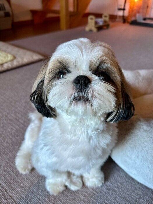 かわいらしさはそのまま? 成長後の華ちゃんの様子