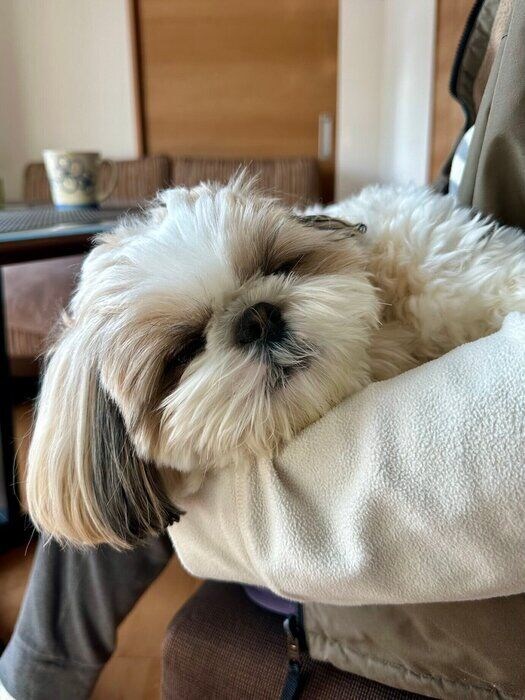 飼い主さんに抱かれ心地よさそうに眠る華ちゃん