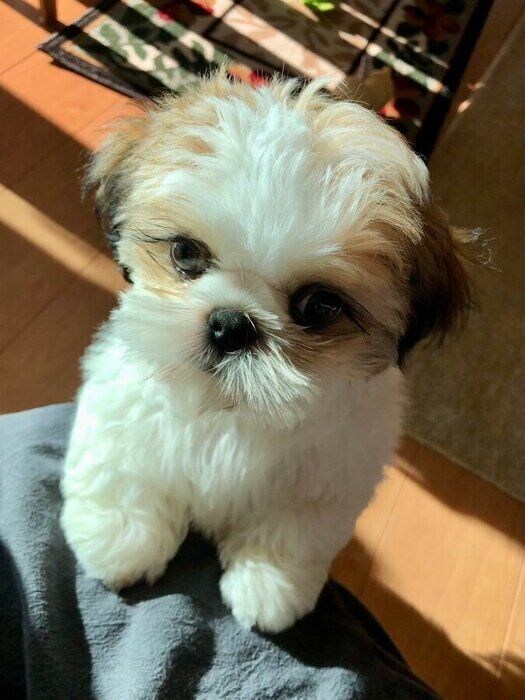 別の日の様子 子犬時代の華ちゃん