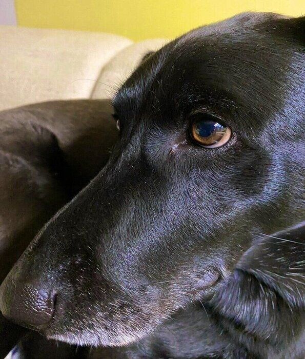 ソファで飼い主さんとくつろぐ月くん