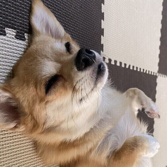 へそ天でお昼寝中