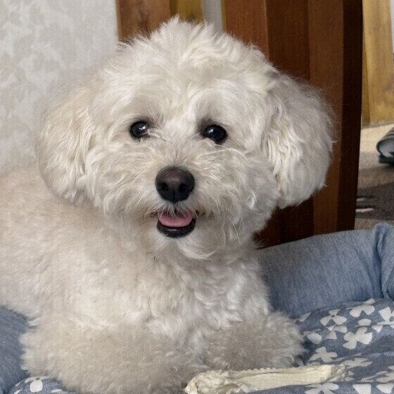 犬が心を許した人だけに見せるしぐさとは? 犬が表現しているしぐさと心理 いぬのきもち