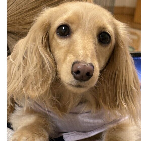 犬が心を許した人だけに見せるしぐさとは? 犬が表現しているしぐさと心理 いぬのきもち