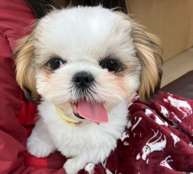 飼い主さんと初めて会ったときのシーズー(3ヵ月)