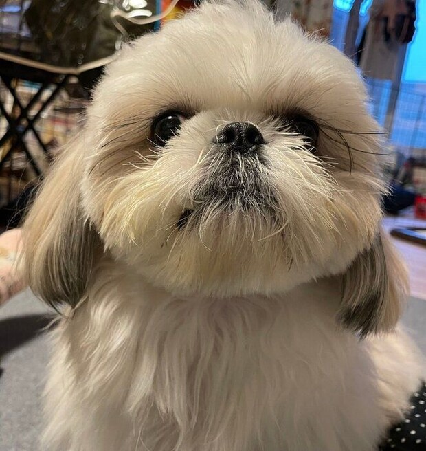 成長したシーズー(1才11ヵ月)