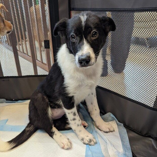 初めて会ったときに撮影した1枚 ウルウルの瞳がかわいらしい