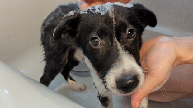 お迎え後の様子 戸惑いながらもシャンプーを頑張ったあんころちゃん