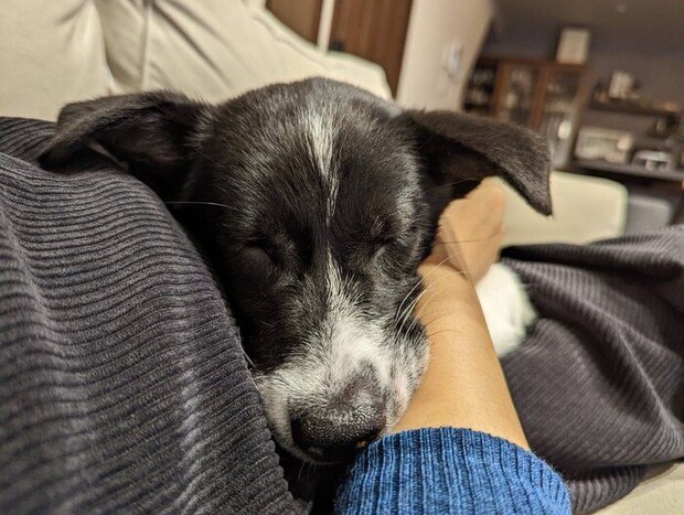 飼い主さんに抱っこしてもらう子犬時代のあんころちゃん かわいらしい