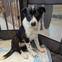 生後4カ月のときにお迎えした元野犬の子犬→家族に愛され「感情表現豊か」に育った現在の様子に癒やされる