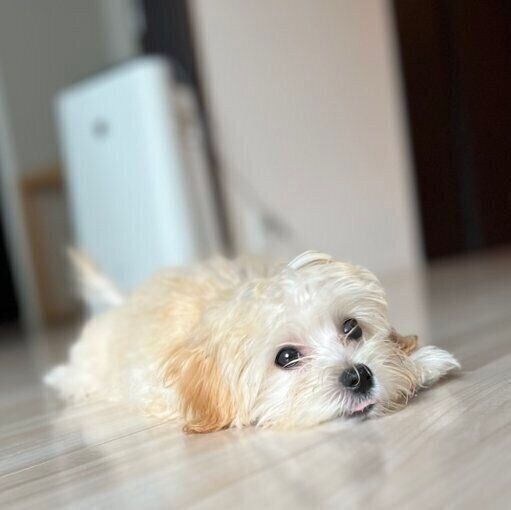 うつ伏せになるころっけちゃん