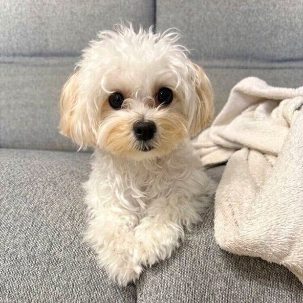 前足をそろえて見つめるころっけちゃん