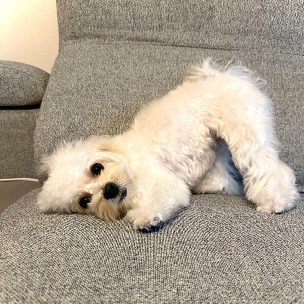 現在のころっけちゃん