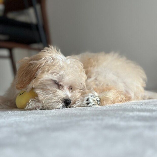 お迎えした当時のころっけちゃん