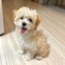 毛色から“クリームコロッケ”を連想！？愛らしい表情の子犬が人なつっこい性格に成長！1才現在のビフォーアフターにほっこり