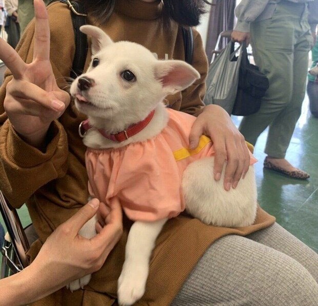 譲渡会のときの犬(3ヵ月)