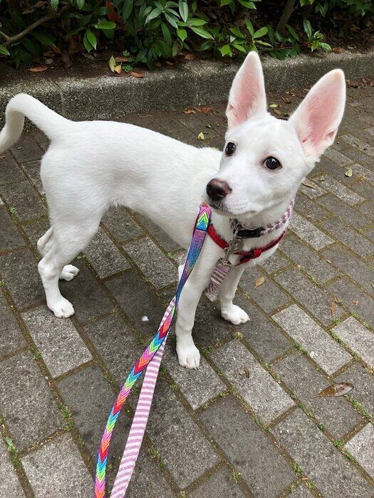 お散歩の練習をする犬(5ヵ月)