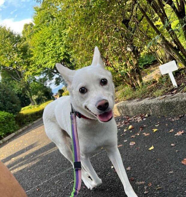 飼い主さんと走る犬
