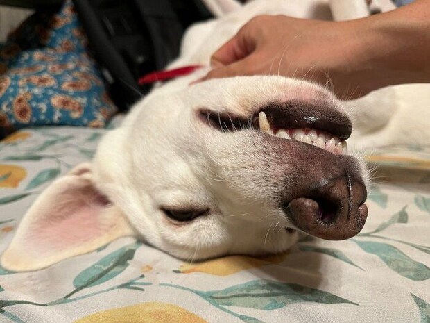 撫でられて気持ちよさそうな様子の犬