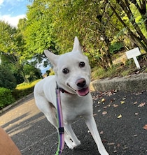 人が苦手な元保護犬子犬→リラックスした様子を見せるようになり、今では家族にとって「かけがえのない存在」に！