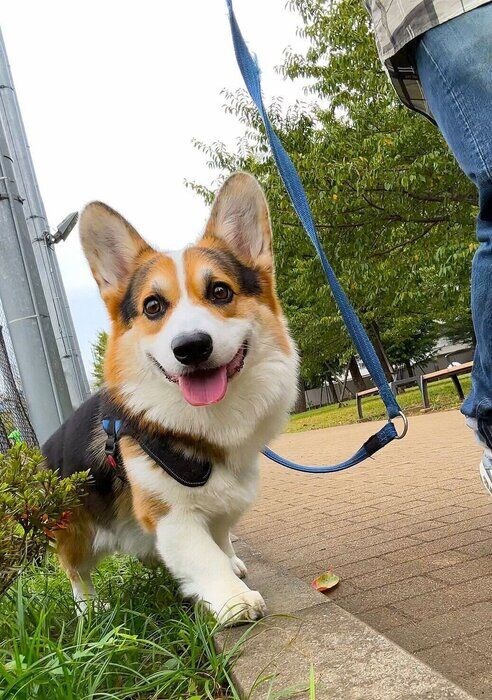 お散歩中にお友達に出会って笑顔な様子のコーギー