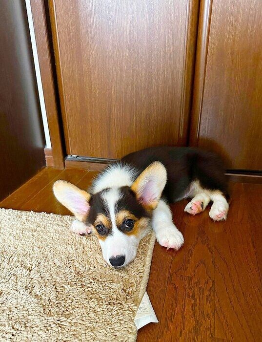 床にふせてこちらを見ている生後3カ月のコーギー