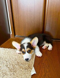 あどけない表情がかわいらしい生後3カ月のコーギー子犬→約2年後ぐんと成長し「大事な弟分のような存在」に！