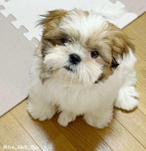 見つめるイルくん