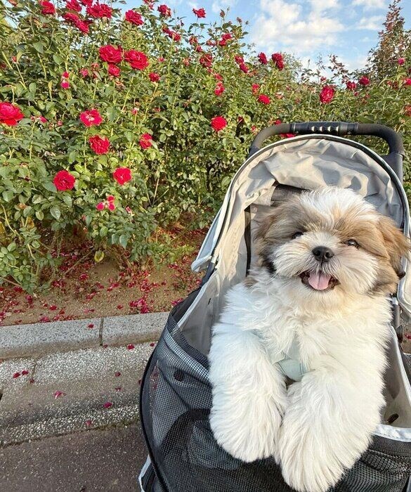 お出かけを楽しむイルくん