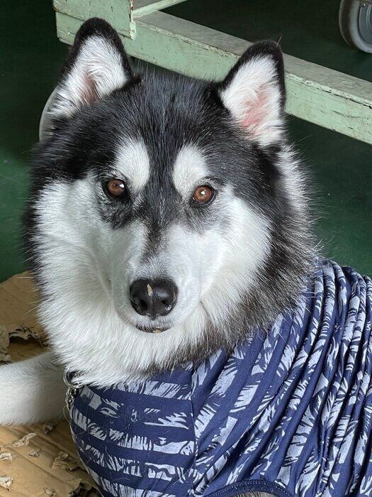 こちらを見つめているシベリアン・ハスキー