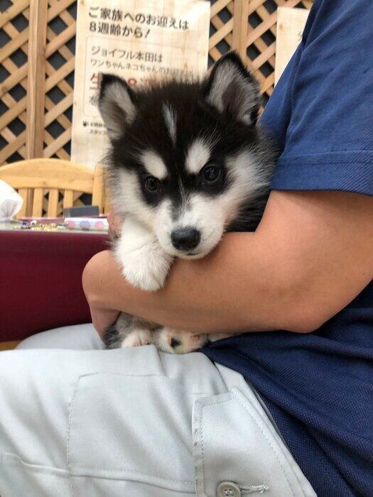 抱っこされているシベリアン・ハスキー