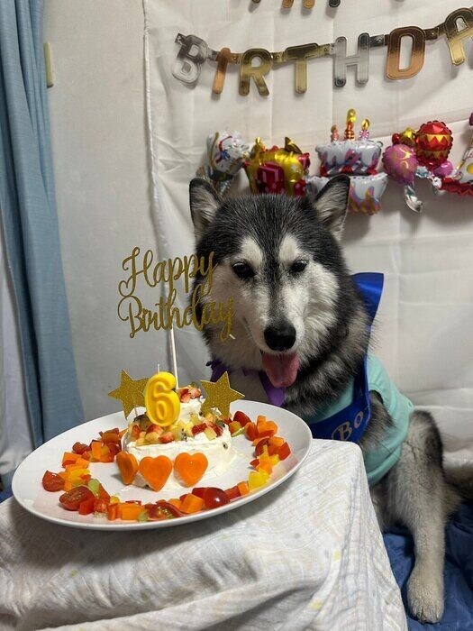 6才を迎えてケーキでお祝いしてもらうシベリアン・ハスキー
