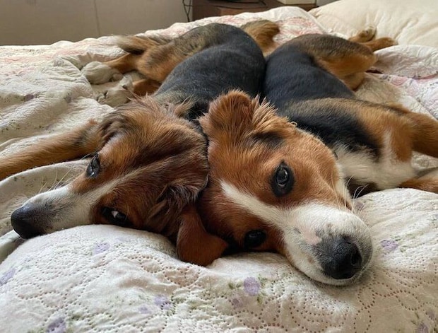 お迎えしたばかりのころのりつくん、かおるくん