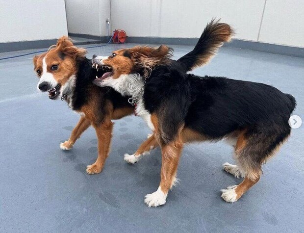 仲良くじゃれ合うかおるくん、りつくん