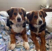 「一時離れ離れになっていた」兄弟犬が“再会”　家族になって2年、笑顔あふれる毎日に感謝