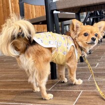 犬のお尻歩きを見たことがあるか調査！　原因や対処方法を獣医師が解説