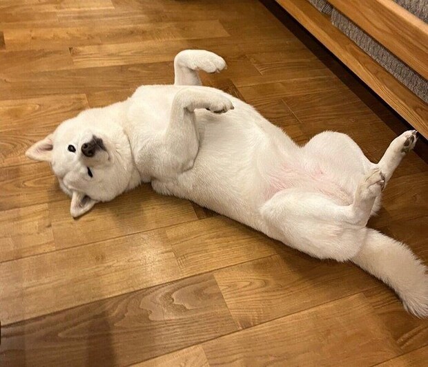 ヘソ天する小豆ちゃん